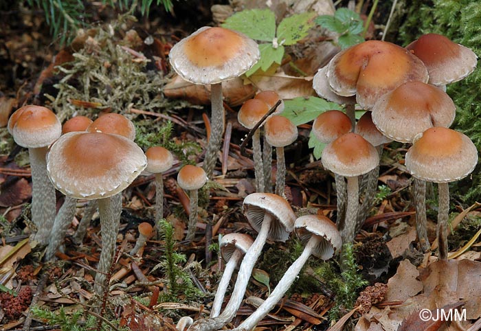 Hypholoma marginatum