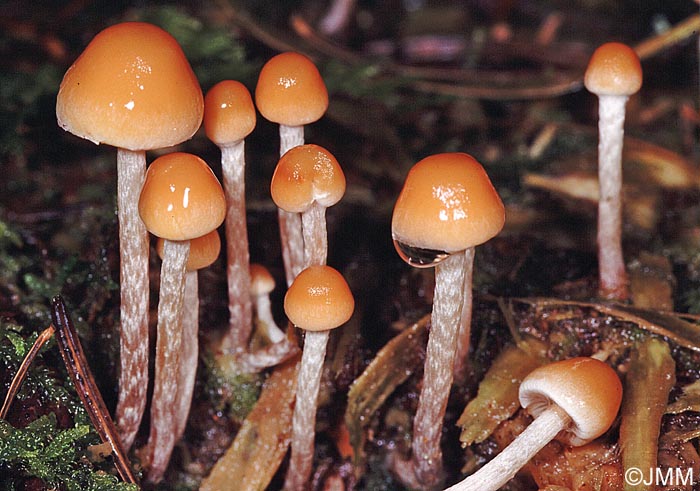 Hypholoma marginatum