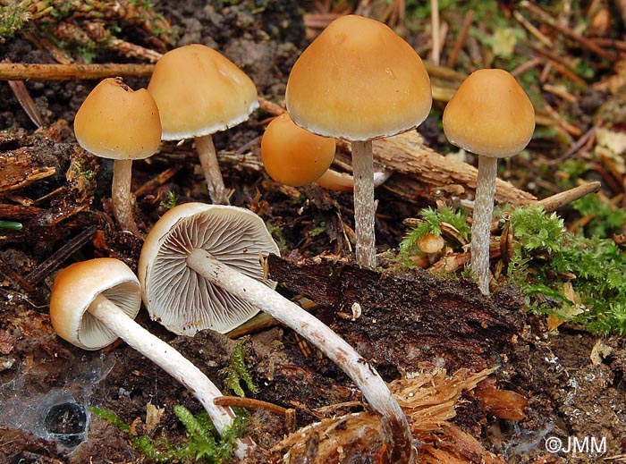 Hypholoma marginatum