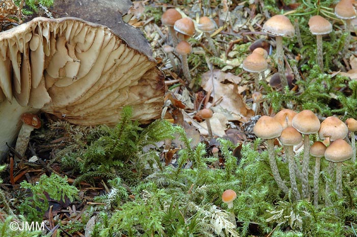 Hypholoma marginatum et Russula nigricans