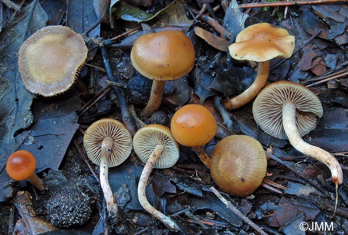 Hypholoma olivaceotinctum