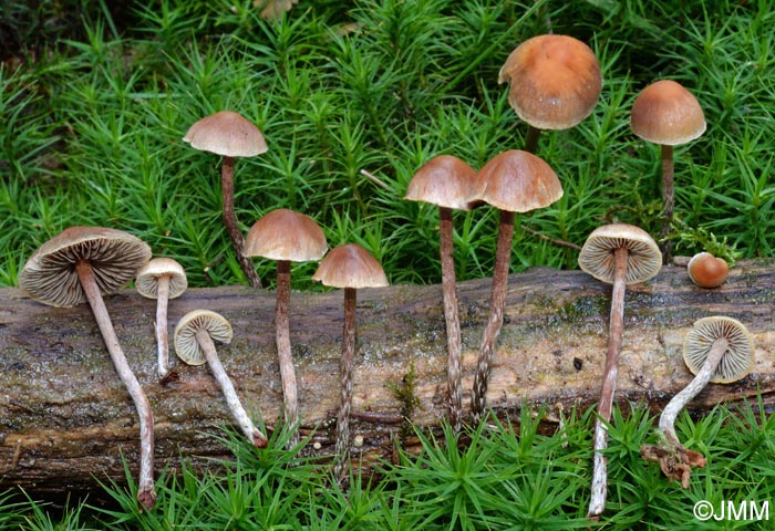 Hypholoma polytrichi