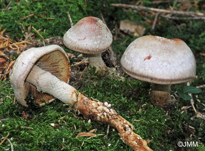 Hypholoma epixanthum var. radicosum