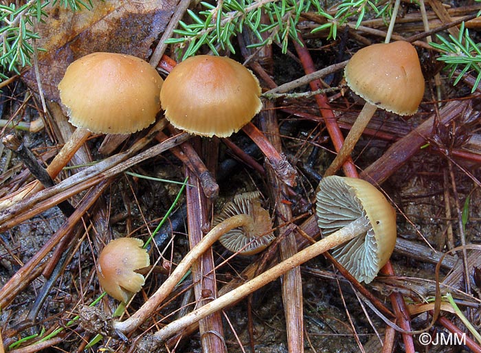 Hypholoma romagnesii