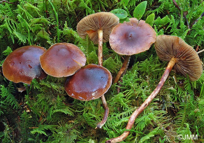 Hypholoma subericaeum