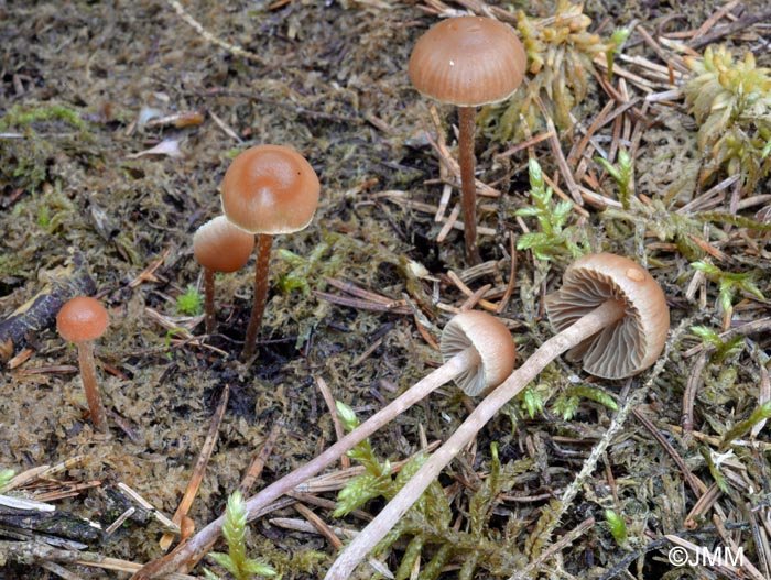 Hypholoma udum