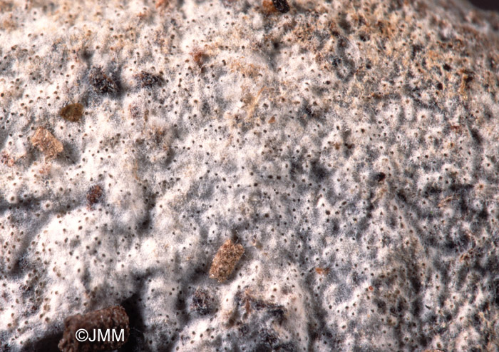 Arachnocrea stipata sur Polyporus sp.