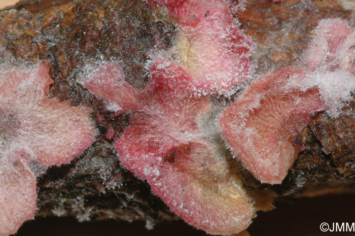 Cladobotrium dendroides sur Panellus mitis