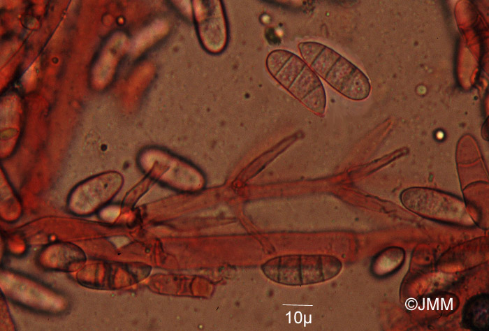Cladobotryum dendroides : conidies