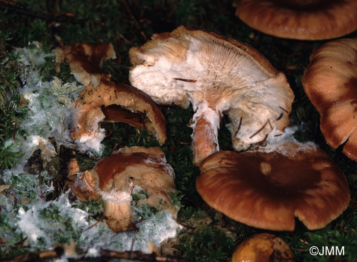 Cladobotryum mycophilum sur Lactarius helvus