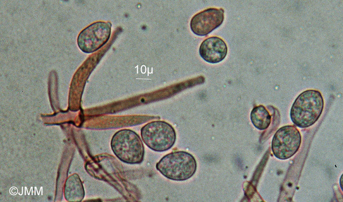 Cladobotryum verticillatum : conidiophores et conidies 