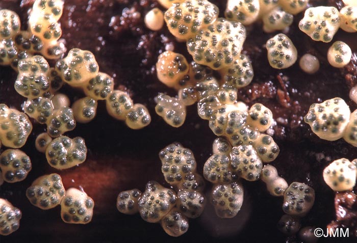 Hypocrea gelatinosa = Creopus gelatinosus