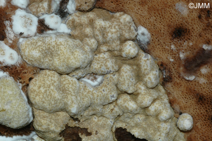 Hypocrea pulvinata sur Piptoporus betulinus