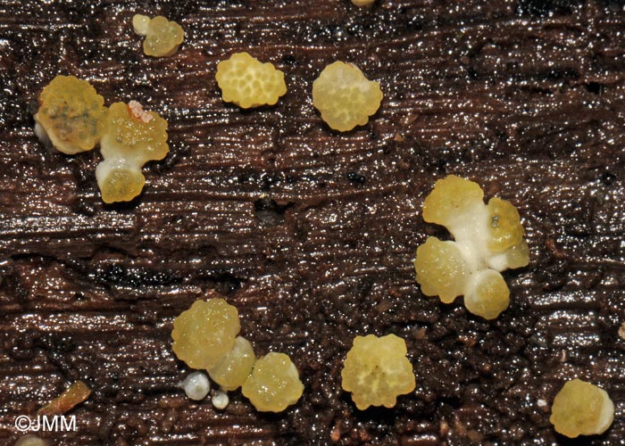 Hypocrea sinuosa