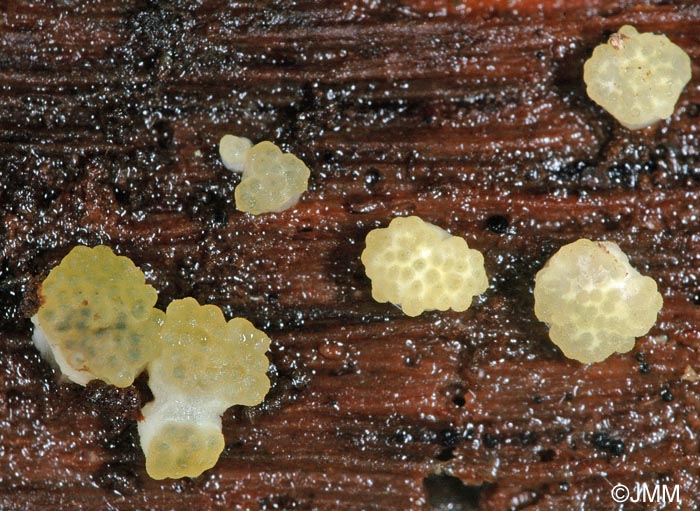 Hypocrea sinuosa