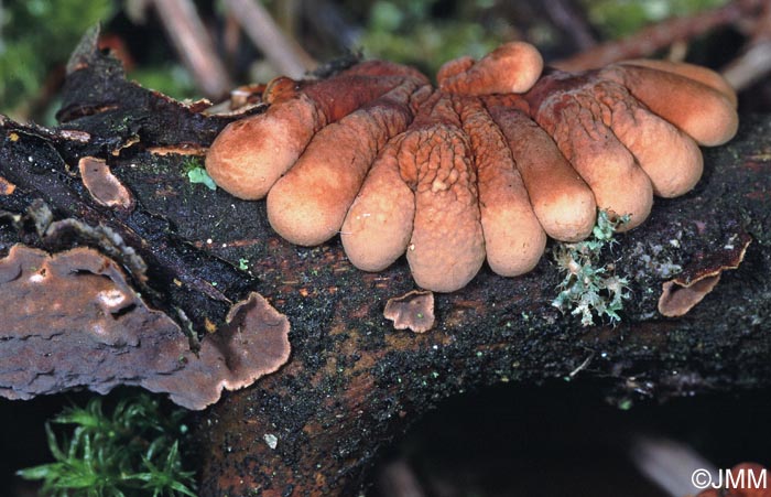 Hypocreopsis lichenoides sur Hymenochaete tabacina