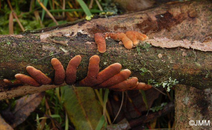 Hypocreopsis lichenoides sur Hymenochaete tabacina