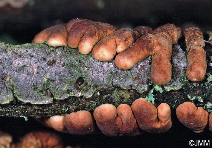 Hypocreopsis lichenoides sur Hymenochaete tabacina