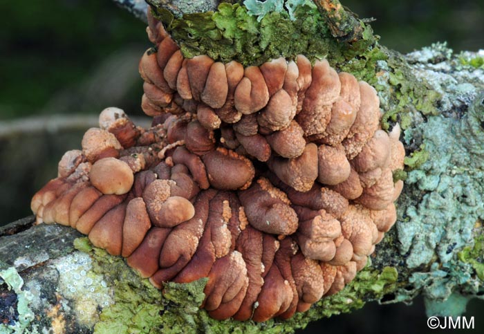 Hypocreopsis lichenoides