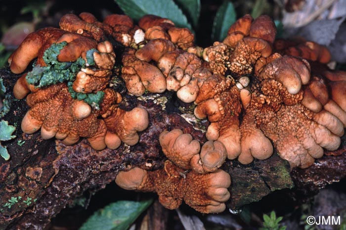 Hypocreopsis lichenoides sur Hymenochaete tabacina