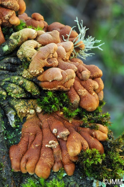 Hypocreopsis lichenoides