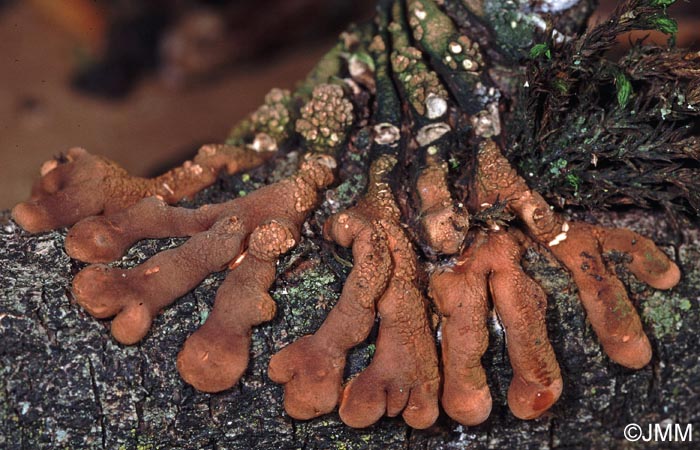 Hypocreopsis lichenoides