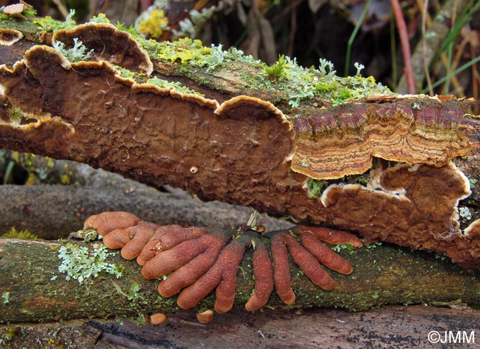 Hymenochaete tabacina & Hypocreopsis lichenoides