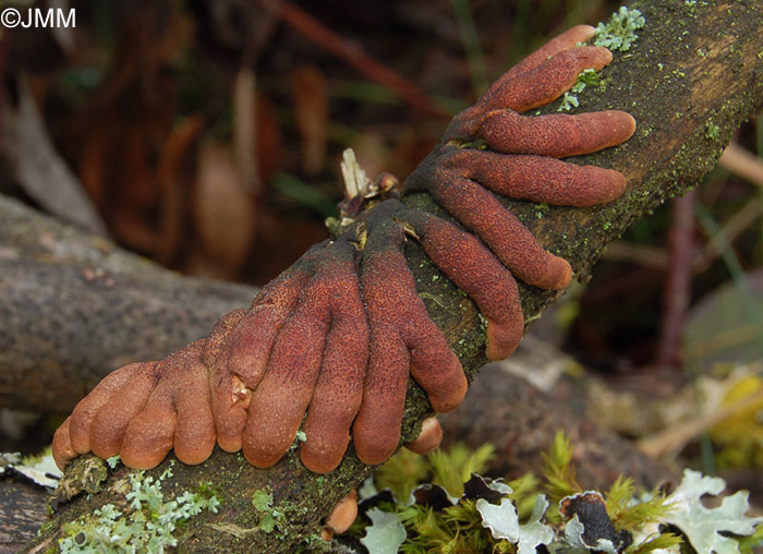 Hypocreopsis lichenoides