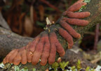 Hypocreopsis lichenoides