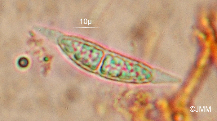 Hypomyces armeniacus : spore