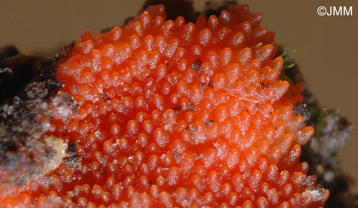 Hypomyces armeniacus