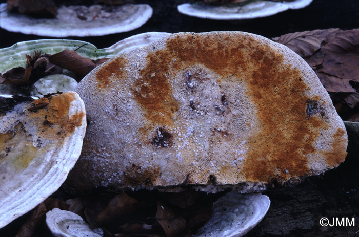 Hypomyces aurantius sur Trametes gibbosa