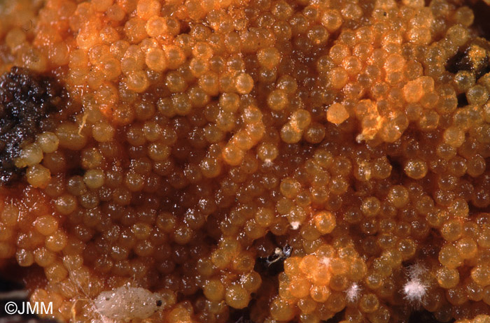 Hypomyces aurantius sur Climacocystis borealis