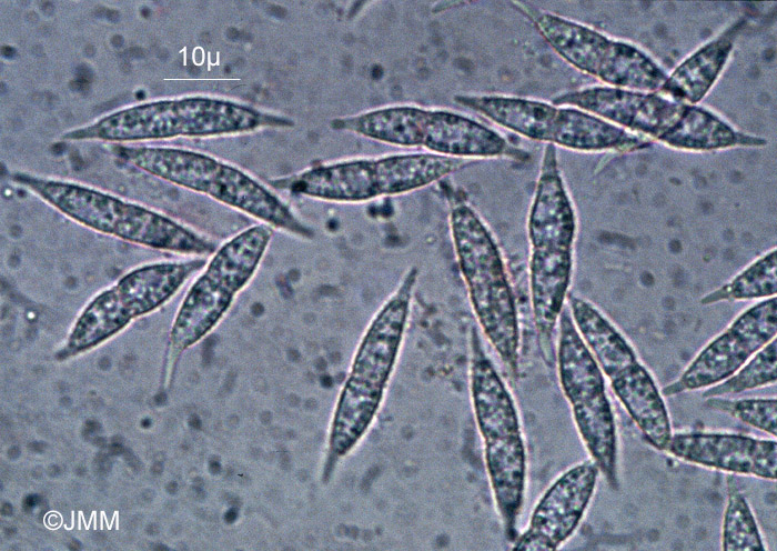 Hypomyces aurantius : spores.