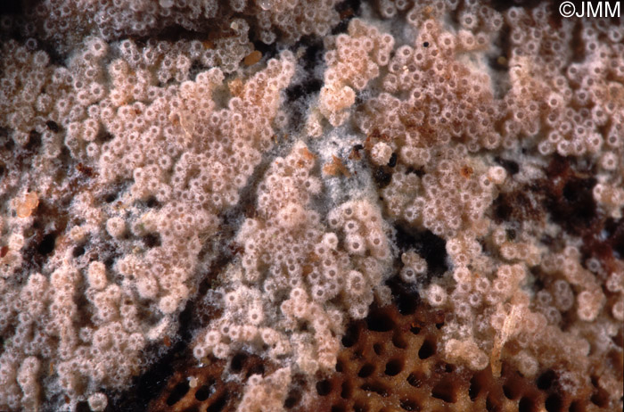 Hypomyces broomeanus sur Heterobasision annosum