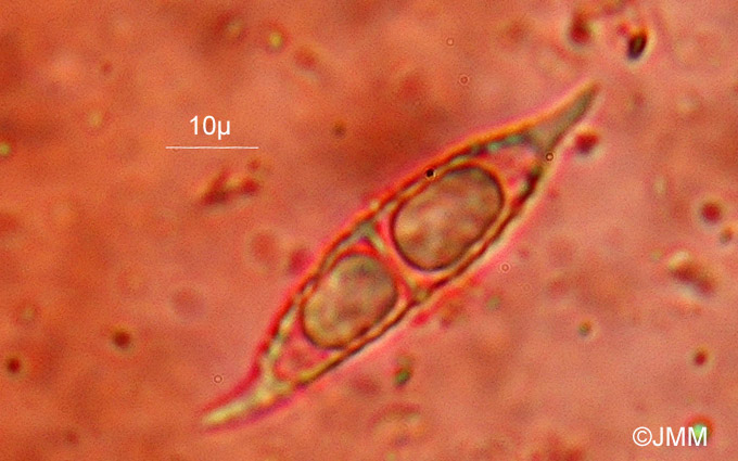 Hypomyces lactifluorum