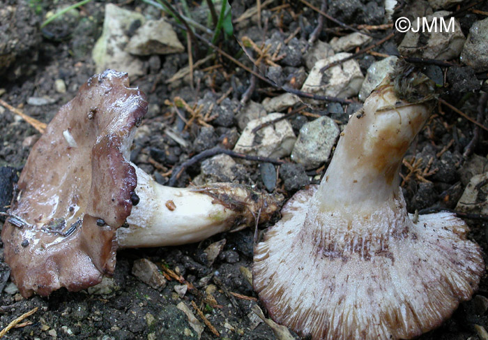 Hypomyces lateritius sur Lactarius uvidus