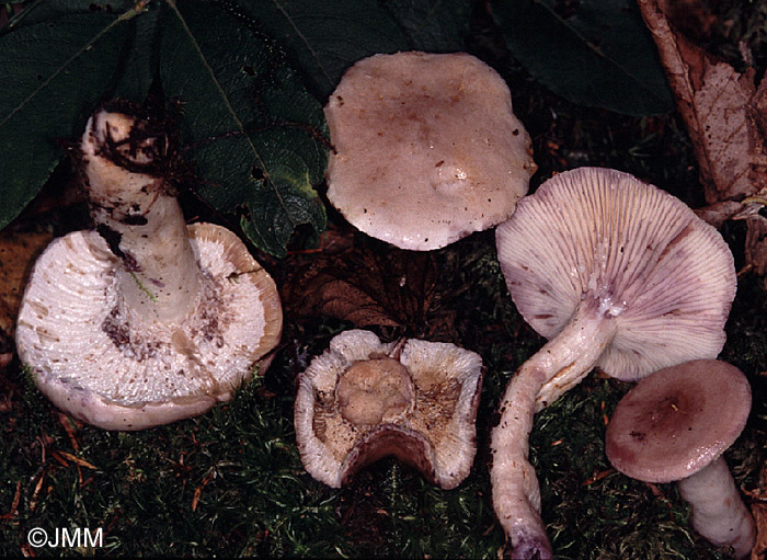 Hypomyces lateritius sur Lactarius uvidus