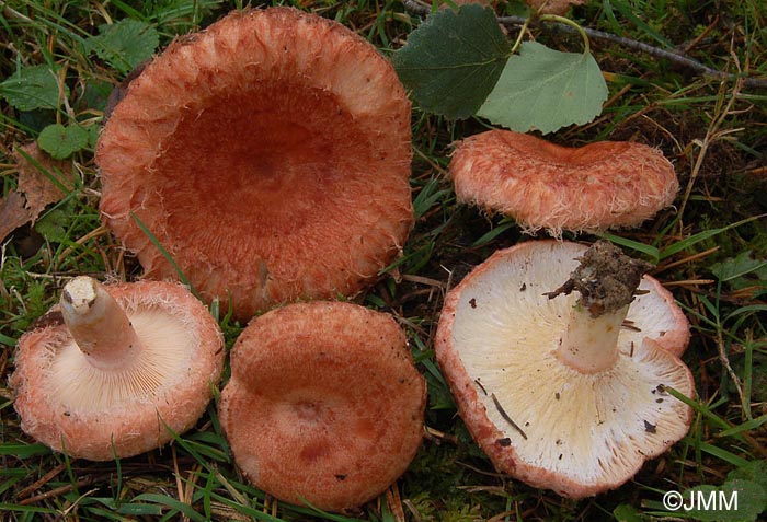 Hypomyces lithuanicus sur Lactarius torminosus