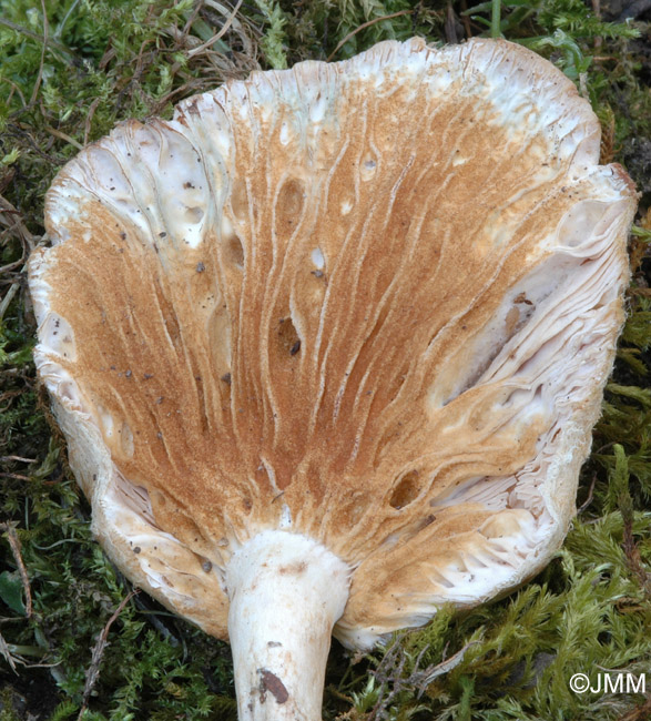 Hypomyces lithuanicus sur Lactarius torminosus