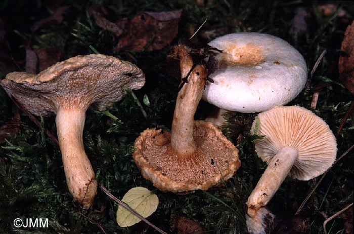 Hypomyces lithuanicus sur Lactarius favrei