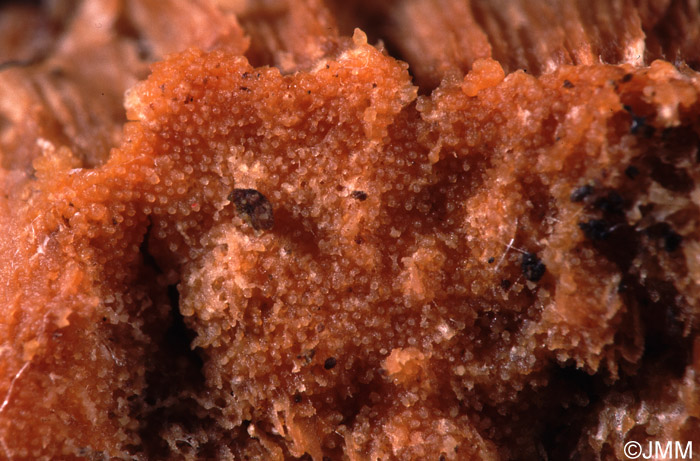 Hypomyces polyporinus sur Trametes versicolor