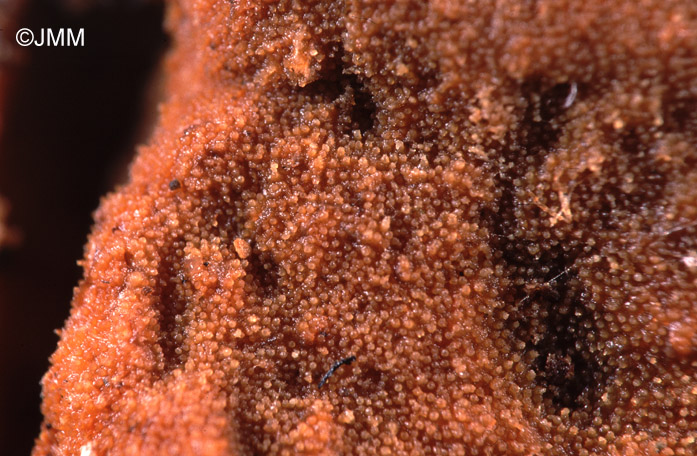 Hypomyces polyporinus sur Trametes versicolor