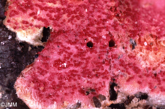 Hypomyces rosellus sur Stereum hirsutum
