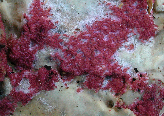 Hypomyces rosellus sur Corticiaceae sp.