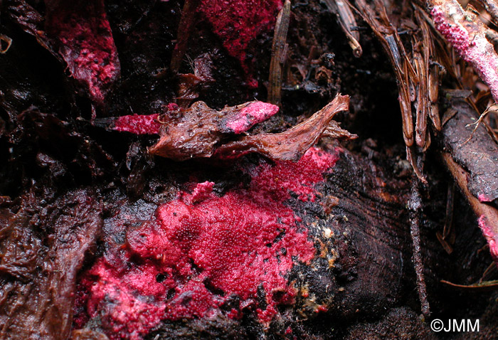 Hypomyces rosellus sur Armillaria cepistipes