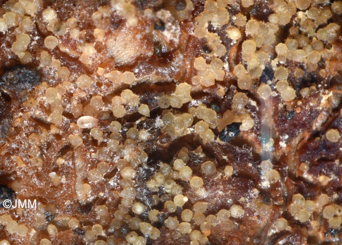 Hypomyces sympodiophorus