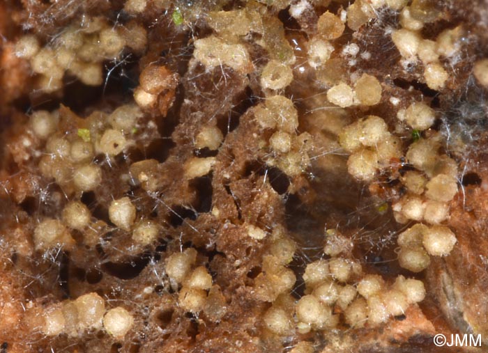 Hypomyces sympodiophorus