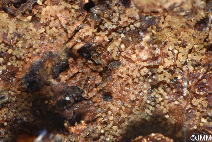 Hypomyces sympodiophorus