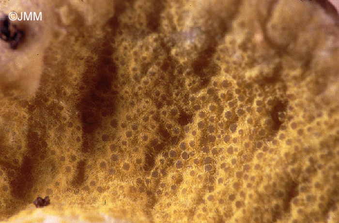 Hypomyces viridis sur Russulaceae sp.